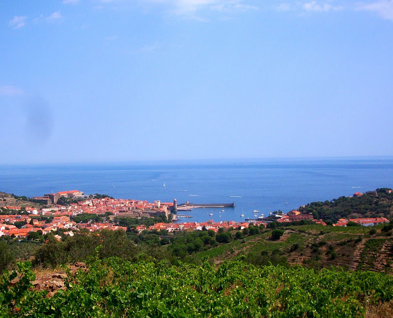 Vue actuelle des vignes à Collioure
Licence Creative Commons - Lilibox